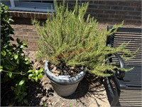 LARGE POT - ROSEMARY