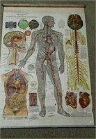 Medical chart - Arterial, Venous & Nervous Systems