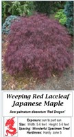 Weeping Japanese Red Dragon Maple Tree