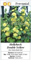 6 Double Yellow Hollyhock Plants