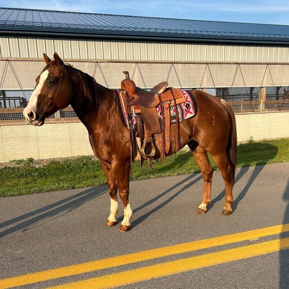 June Catalog Horse Sale