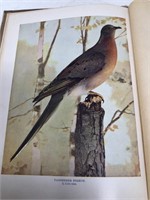 1904 Netlje Blanchan Game birds antique book