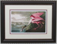 Roseate Spoonbill by John J. Audubon