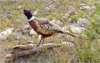 Standing Taxidermy Ringneck Rooster Pheasant Mount