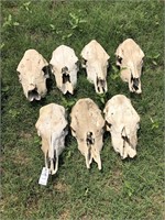 7-Cow Skulls