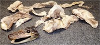 Alligator Head & Snake Skin Sheds / Molts