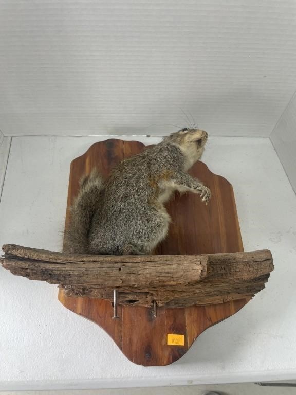 Taxidermy squirrel