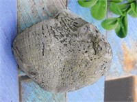 BRACHIOPOD ROCK STONE LAPIDARY SPECIMEN