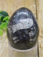 ORTHOCERAS EGG ROCK STONE LAPIDARY SPECIMEN