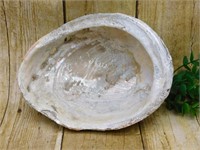 ABALONE SHELL