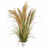 Alonfala - 43" (1-Pack) Pampas Grass Potted Plants