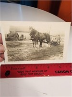 1914 Photo Postcard Drey Horse