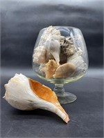 Selection of Seashells- Conch & Smaller in Vase