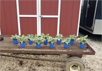 10 Minuteman White & Green Hosta Plants