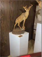 Carving of a white tail deer