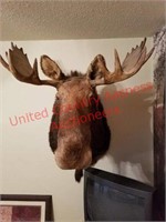 Trophy Bull Moose Wall Mount