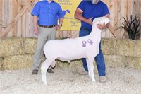 Ridgeview Acres Yearling Polled Dorset Ram CHAMP