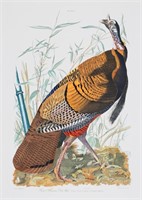 After John James Audubon Engraving Wild Turkey