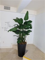 Decorative Banana Plant
