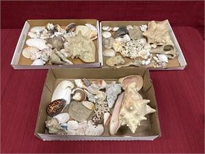Seashells, 3 lots, various sizes and shapes