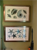 Pair of starfish and shell prints