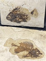 Fish, Fossil, Rock, Natural, Decor, Collectible, S