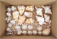 Assorted Seashells, Pearl Trochus, Nobilis