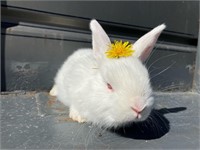 Dandelion- Angora cross doe about 7 weeks old.