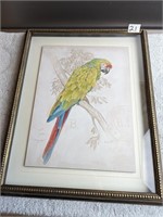 Macaw Framed Art Picture