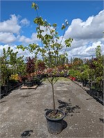 1 Dwarf Rich's Fruiting Quince