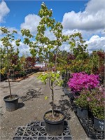 1 Dwarf Rich's Fruiting Quince