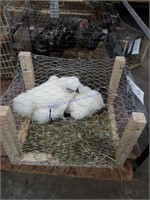 2 White Silkie Hens - 2020 Hatch