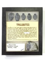 Set of 6 Trilobites in Case
