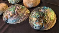 Lot of 8 Abalone Sea Shells Beautiful Colors!