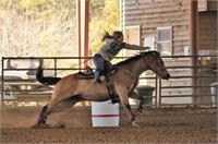 Susie; Buckskin Mare