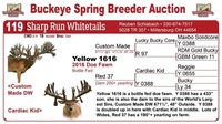 Yellow 1616 doe fawn - Custom Made