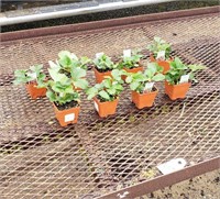 9 "Quinault" Everbearing Strawberry Plants