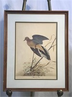 "Mourning Dove" Signed Lithograph by John Ruthven