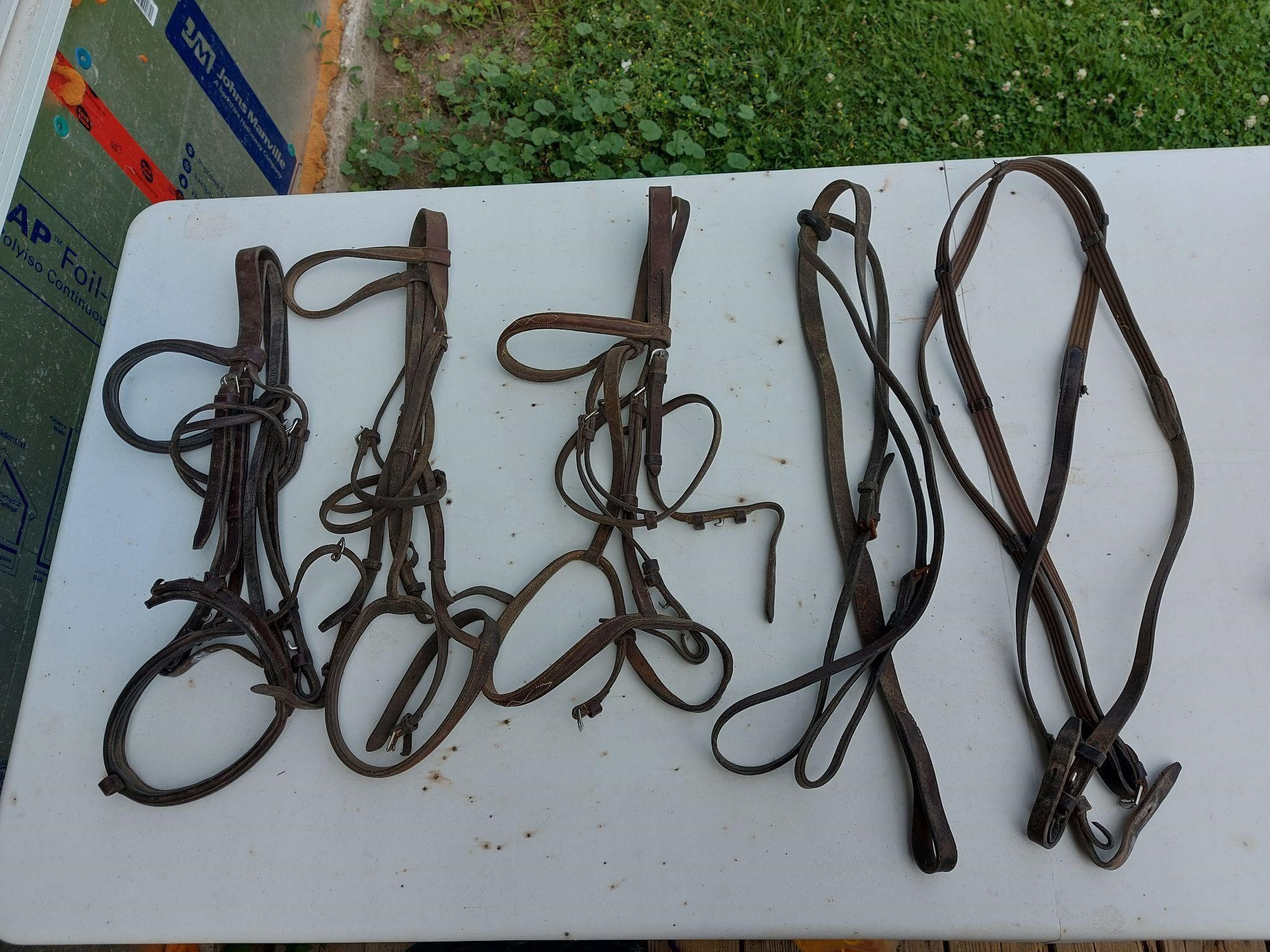 3 English Bridles, 1 Martingale,  1 Reins