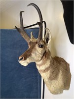 Prong Horn Antelope Shoulder Mount