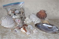 Large Conch and Scallop Shells and more!