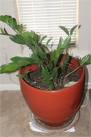 LARGE POTTED PLANT REAL