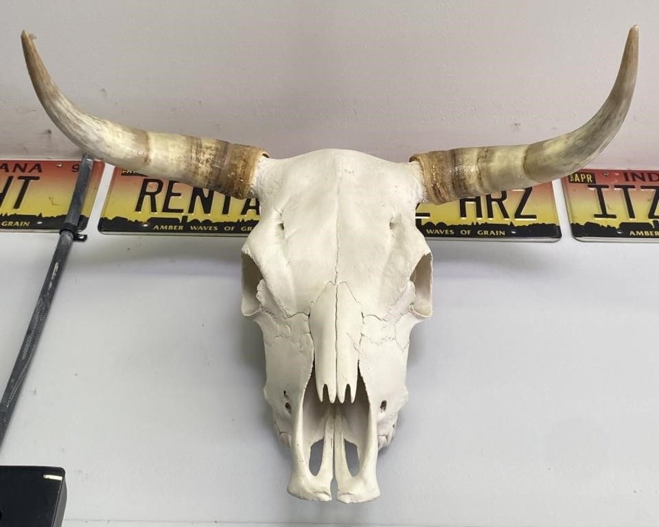 Taxidermy Longhorn Steer Skull, 27in wide x 18in