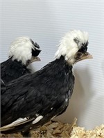 2 Unsexed-White Crested Black Bantam Polish