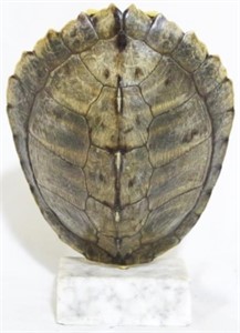 Turtle Shell Figure with Marble Base 8.5"