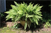 Outdoor Glazed Planter w/Fern B