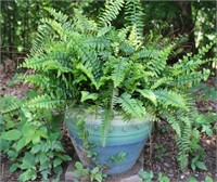 Outdoor Planter w/Fern A