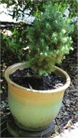 Outdoor Planter w/ Small Tree