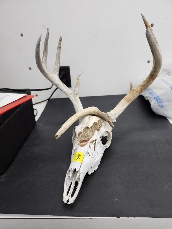 Deer skull and shed