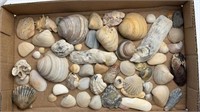 Sea Shell Assortment